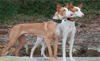 怎么训练伊比赞猎犬定点上厕所？来看看吧