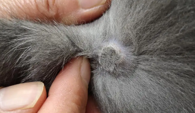 猫身上有一块硬硬的 结痂