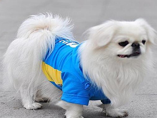 京巴狗多少钱一只