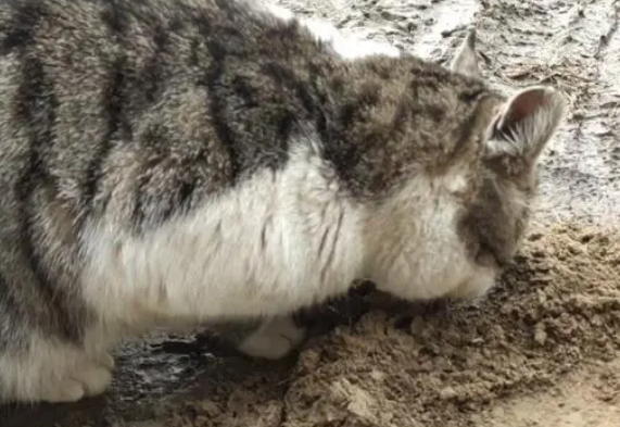 猫咪为什么总吃土呢