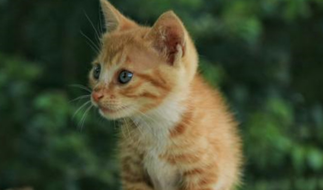 公猫尿血吃什么药最好 公猫尿血吃什么药最好