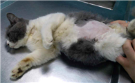 猫腹水会抗拒摸肚子吗