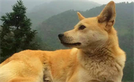 土狗能跑多快?来这里看看吧