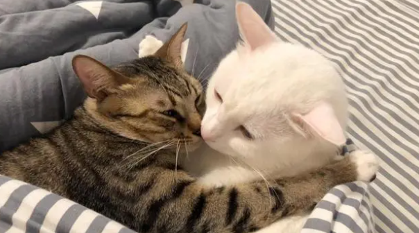 猫咪为什么怕被亲嘴呢