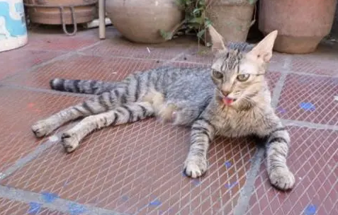 猫咪突然像哮喘一样呼哧呼哧