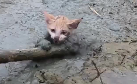 为什么猫咪要在沙泥里滚