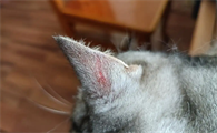 多大的猫就不长猫藓了