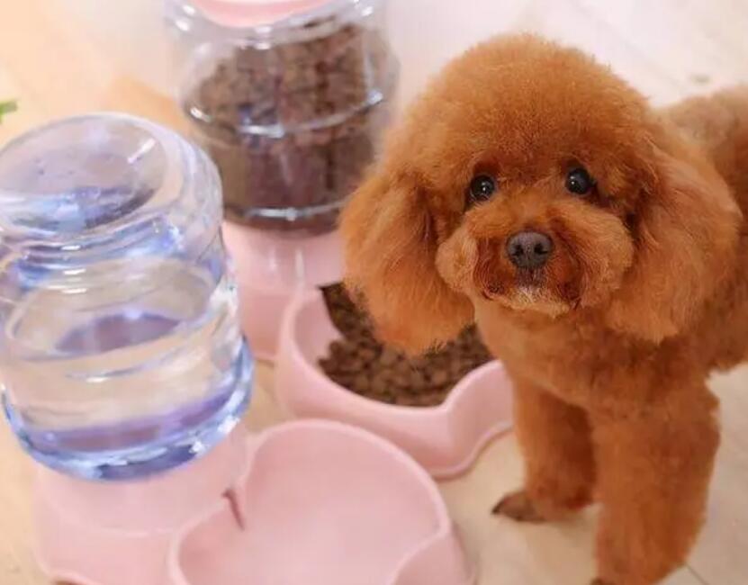 泰迪如何做狗粮视频