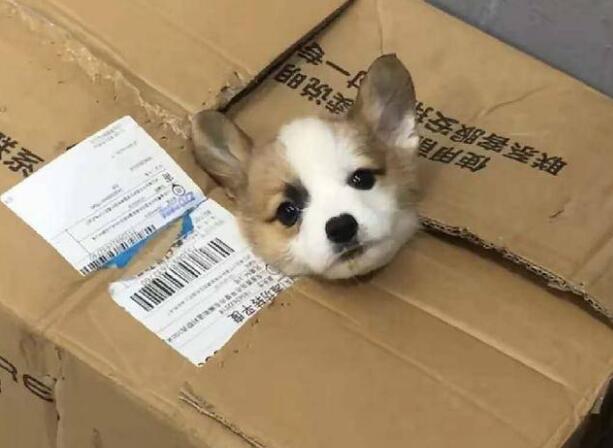 宠物一般发什么快递寄到本地呢