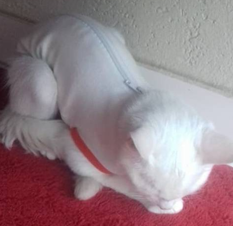 猫咪做完绝育后主人不放心,半夜起床看到这幕,喵:活着没意思! 猫咪做完绝育后主人不放心,半夜起床看到这幕,喵:活着没意思!