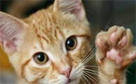 猫咪为什么会得猫抓病