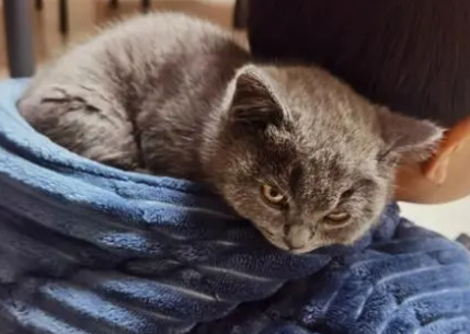 猫咪粘小孩帽子是为什么呢