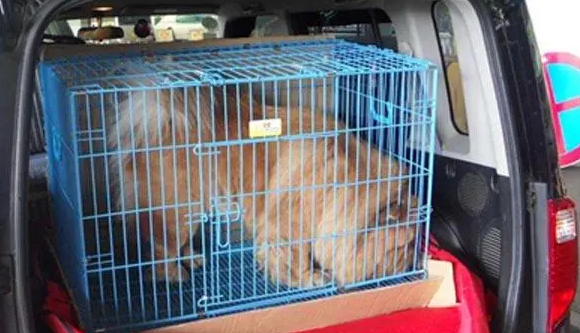 大型犬火车怎么托运回家 大型犬火车怎么托运回家