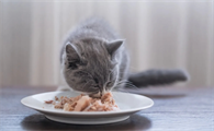 猫吃到好吃的发出哇哦的声音