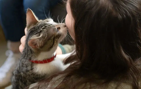 猫咪为什么会主动舔你呢