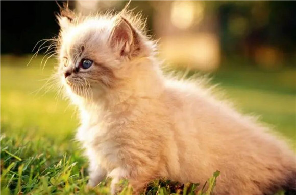 猫咪为什么突然便秘拉稀了