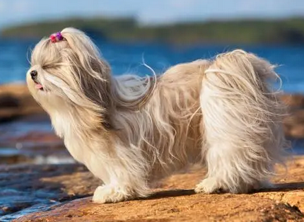西施犬聪明吗