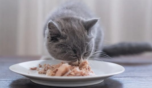 小猫为什么一直吃东西 小猫为什么一直吃东西