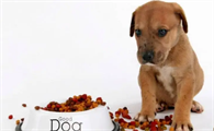 如何改正幼犬不吃狗粮