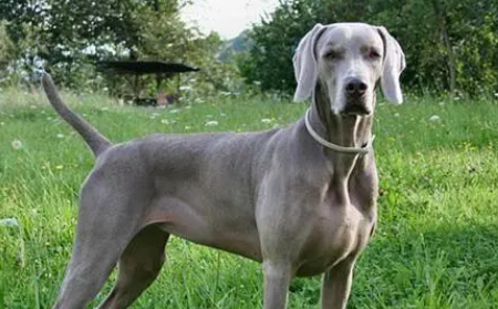 威玛猎犬牙齿怎么洗？刷牙方法是？