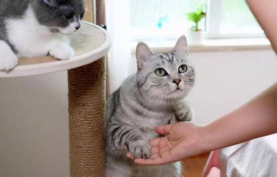 猫咪为什么总是不听话 猫咪为什么总是不听话