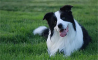 边境牧羊犬毛发怎么梳理?赶紧看这里!