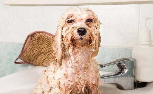 狗狗洗澡的四个雷区，主人不要再犯错了