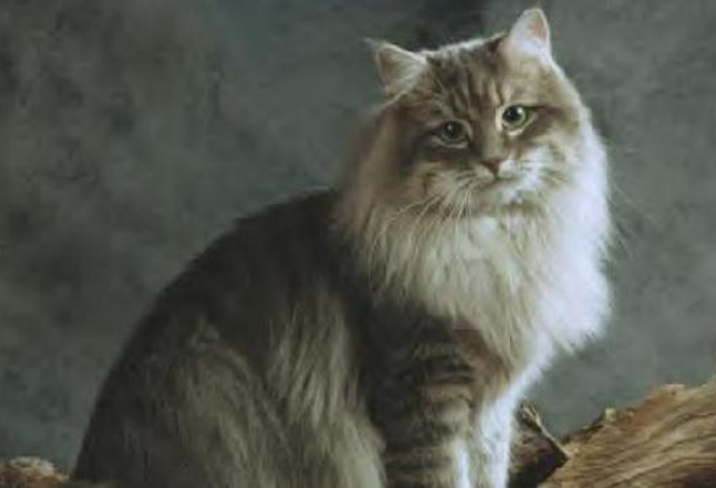 西伯利亚森林猫优缺点