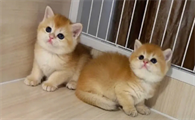 幼猫多久会自己排便