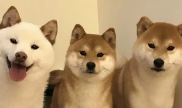 为何湖南人喜爱养柴犬?柴犬有什么优势? 为何湖南人喜爱养柴犬?柴犬有什么优势?