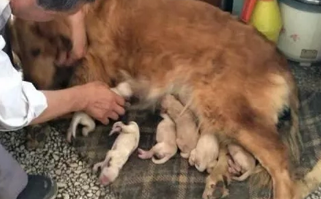 狗生产人在旁边能生吗