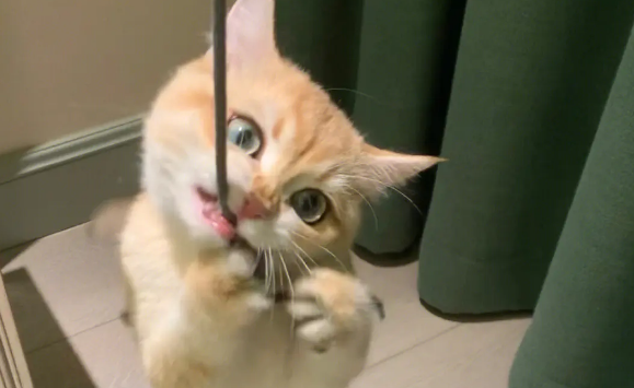 猫咪为什么咬绳子吃东西呢
