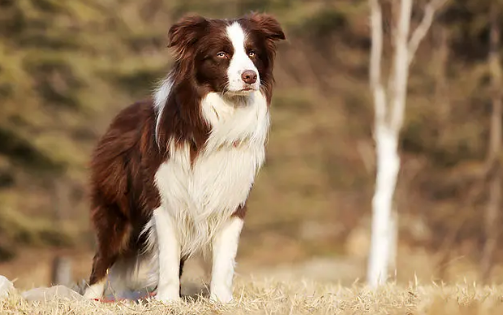 边牧算禁养犬吗