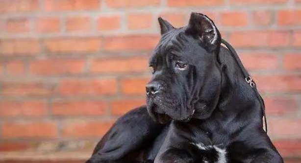 卡斯罗犬非常容易患皮肤疾病吗？看完你就知道了