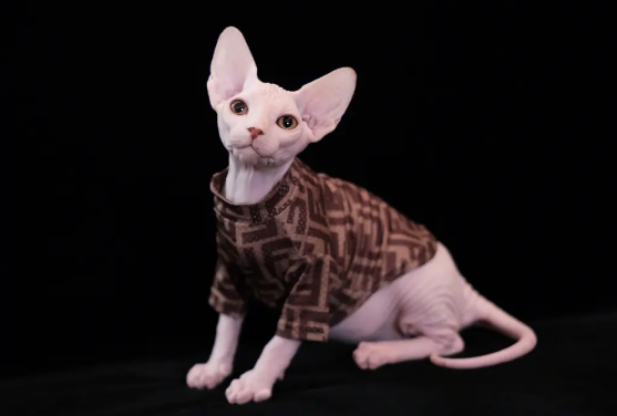 斯芬克斯猫为什么贵