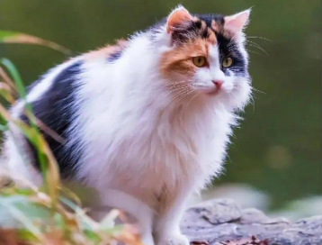 三花猫是土猫吗?这篇文章有答案! 三花猫是土猫吗?这篇文章有答案!