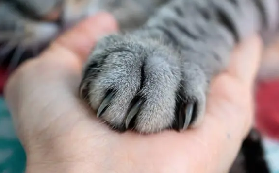 猫咪的爪子为什么会被钩住呢