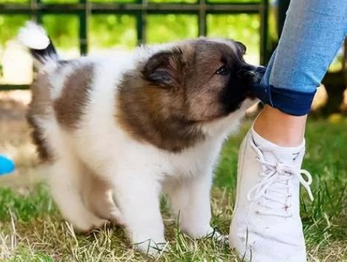 为什么狗狗抱主人脚