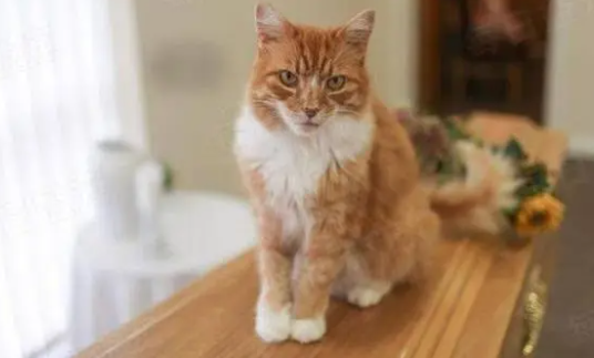 橘猫瞒着主人去打工，3年内参加上百场葬礼，被称为“摆渡猫”！