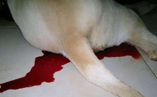 小狗拉红色腥臭血水