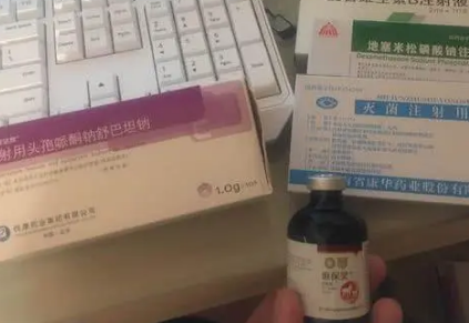 Peton国货宠物品牌之光 Peton国货宠物品牌之光