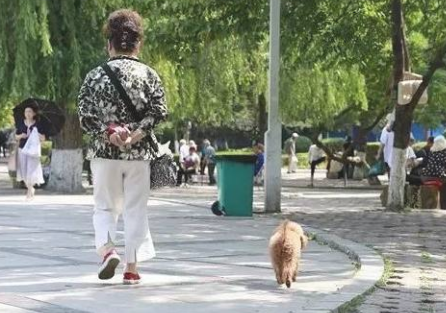 小狗牵绳的必要性,您知道多少 小狗牵绳的必要性,您知道多少