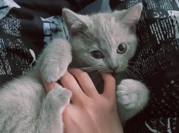 一开始对猫毛不过敏后来过敏 一开始对猫毛不过敏后来过敏