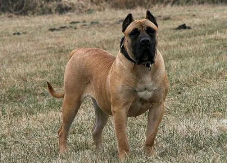 加纳利犬几个月开始凶