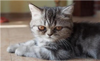 蓝虎斑猫是杂交猫吗