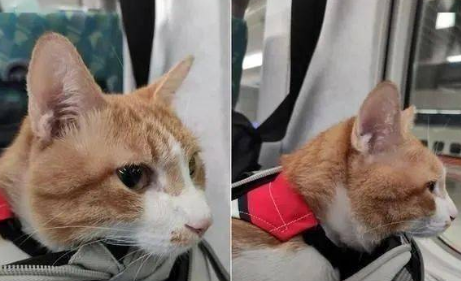 高铁托运猫咪安全吗现在 高铁托运猫咪安全吗现在