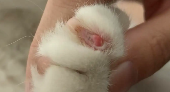猫咪指甲劈了流血能自愈吗