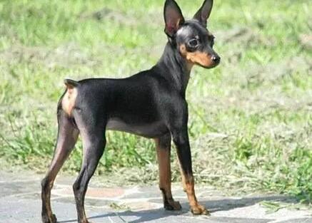 小鹿犬自制狗粮怎么做?让你的小鹿犬为自制狗粮流口水 小鹿犬自制狗粮怎么做?让你的小鹿犬为自制狗粮流口水