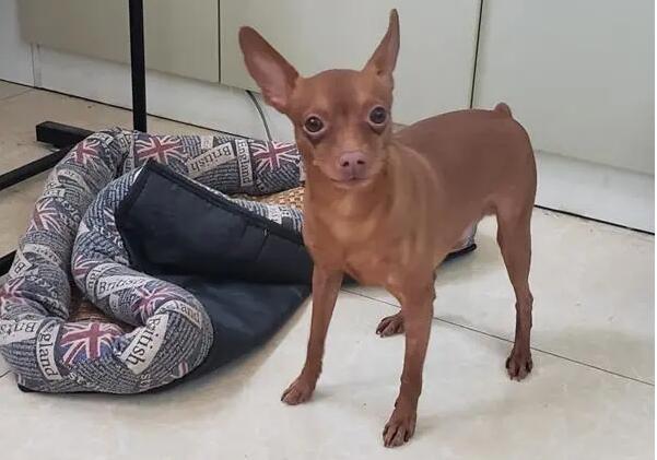 小鹿犬什么时候打疫苗？新手主人一定要知道的知识