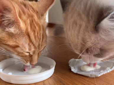 猫咪可以喝的酸奶牌子 猫咪可以喝的酸奶牌子